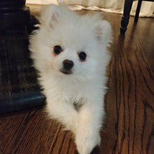 Meet your Posher, Xiaorong